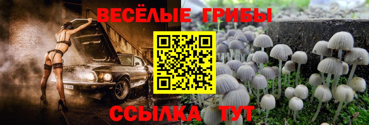 Псилоцибиновые грибы Magic Shrooms  Вход с VPN  Севастополь  Галлюциногенные грибы Magic Shrooms 